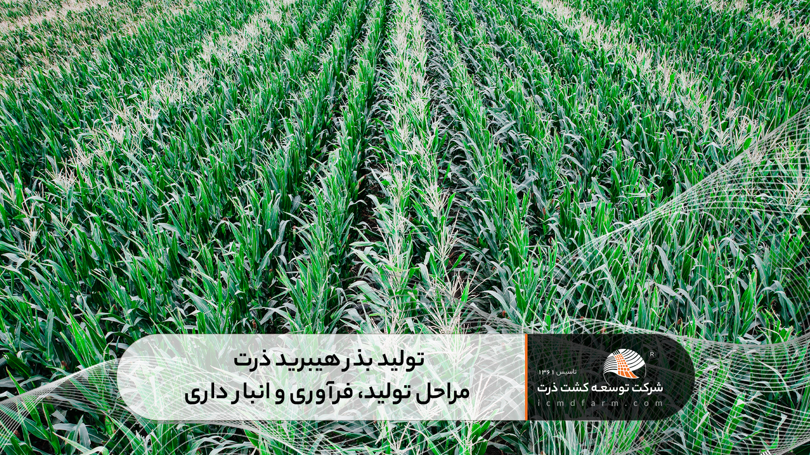 تولید بذر هیبرید ذرت: مراحل تولید، فرآوری و انبار داری